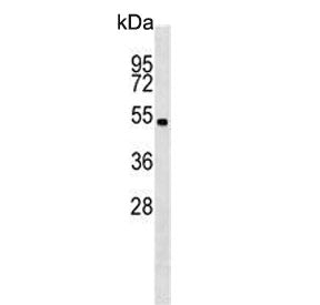 Western blot testing of mouse cerebellum tissue lysate with Stk11 antibody. Predicted molecular weight ~49 kDa.