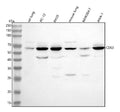 Western blot analysis of Cd63 using anti-Cd63 antibody. Lane 1: rat lung tissue lysates, Lane 2: rat PC-12 whole cell lysates, Lane 3: rat RH35 whole cell lysates, Lane 4: mouse lung tissue lysates, Lane 5: mouse RAW264.7 whole cell lysates, Lane 6: mouse ANA-1 whole cell lysates. After electrophoresis, proteins were transferred to a nitrocellulose membrane at 150 mA for 50-90 min. Blocked the membrane with 5% non-fat milk/TBS for 1.5 hour at RT.