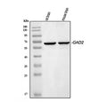 Western blot testing of 1) rat brain and 2) mouse brain lysate with GAD65 antibody at 0.5ug/ml. Predicted molecular weight ~65 kDa.