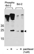 Western blot analysis of extracts from Jurkat cells, untreated or treated with Paclitaxel, using phospho Bcl-2 antibody (left) or nonphos Ab (right).