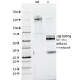 SDS-PAGE analysis of purified, BSA-free Nidogen antibody (clone ELM1) as confirmation of integrity and purity.
