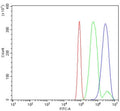 Flow cytometry testing of rat RH35 cells with MEK2 antibody at 1ug/million cells (blocked with goat sera); Red=cells alone, Green=isotype control, Blue= MEK2 antibody.