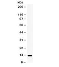 Western blot testing of human HeLa cell lysate with Lymphotactin antibody. Predicted molecular weight ~13 kDa, can be observed at 15-20 kDa.