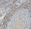Immunohistochemical staining of CD42a/GP9 using anti-CD42a/GP9 antibody. CD42a/GP9 was detected in a paraffin-embedded section of human tonsil tissue. Heat mediated antigen retrieval was performed in EDTA buffer (pH 8.0, epitope retrieval solution). The tissue section was blocked with 10% goat serum. The tissue section was then incubated with 2 ug/ml rabbit anti-CD42a/GP9 antibody overnight at 4oC. Peroxidase Conjugated Goat Anti-rabbit IgG was used as secondary antibody and incubated for 30 min at 37oC.