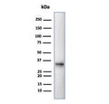 Western blot testing of human Raji cell lysate with CD20 antibody (clone MS4A1/4655). Predicted molecular weight ~33 kDa.