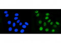 Immunofluorescent staining of FFPE human MCF7 cells with DHODH antibody (green) and DAPI nuclear stain (blue). HIER: steam section in pH6 citrate buffer for 20 min.