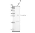 Western blot analysis of Rbpms2a/b protein using Zebrafish Rbpms2 antibody and zebrafish head tissue lysate. The predicted molecular weight of Rbpms2a/b is ~22 kDa.
