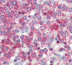 IHC testing of FFPE human spleen tissue with LXN antibody. HIER: steam section in pH6 citrate buffer for 20 min and allow to cool prior to staining.