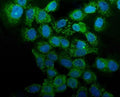 Immunofluorescent staining of FFPE human A431 cells with Annexin A1 antibody (green) and DAPI nuclear stain (blue). HIER: steam section in pH6 citrate buffer for 20 min.