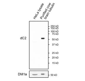 Western blot analysis of human HeLa cell lysate and purified cow brain tubulin using Delta 2-Alpha-Tubulin antibody at a 1:1000 dilution. Image courtesy of Dr. Ryoma Ohi, University of Michigan, USA