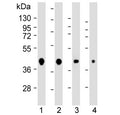 Western blot testing of human 1) 293, 2) HeLa, 3) MCF7 and 4) mouse NIH3T3 cell lysate with AKT1S1 antibody. Expected molecular weight ~40 kDa.