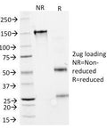 SDS-PAGE Analysis of Purified, BSA-Free Interferon alpha 2 Antibody (clone N27). Confirmation of Integrity and Purity of the Antibody.