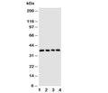 Western blot testing of CD1d antibody and Lane 1: COLO320; 2: HeLa; 3: HT1080; 4: Jurkat cell lysate