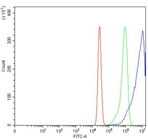 Flow cytometry testing of human K562 cells with ATG4A antibody at 1ug/million cells (blocked with goat sera); Red=cells alone, Green=isotype control, Blue= ATG4A antibody.
