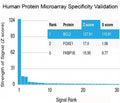Analysis of HuProt(TM) microarray containing more than 19,000 full-length human proteins using BRCA-1 antibody (clone BRCA1/2973). These results demonstrate the foremost specificity of the BRCA1/2973 mAb. Z- and S- Score: The Z-score represents the strength of a signal that a monoclonal antibody (clone MAb) (in combination with a fluorescently-tagged anti-IgG secondary antibody) produces when binding to a particular protein on the HuProt(TM) array.