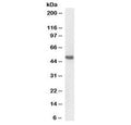 Western blot testing of pig kidney lysate with BMP7 antibody at 1ug/ml. Predicted molecular weight: ~49 kDa.