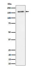 Western blot analysis of TMF expression in human HeLa cell lysate using TMF1 antibody. TMF1 western blot shows a major band at ~160 kDa. Although the calculated mass is ~123 kDa, TMF1 is a coiled-coil Golgi scaffold that commonly migrates above its predicted size, consistent with the observed band.