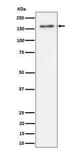 Western blot analysis of TMF expression in human HeLa cell lysate using TMF1 antibody. TMF1 western blot shows a major band at ~160 kDa. Although the calculated mass is ~123 kDa, TMF1 is a coiled-coil Golgi scaffold that commonly migrates above its predicted size, consistent with the observed band.