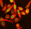 Immunofluorescent staining of RERE using anti-RERE antibody (green) and anti-Beta Tubulin antibody (red). RERE was detected in immunocytochemical section of human HeLa cells. Enzyme antigen retrieval was performed using IHC enzyme antigen retrieval reagent for 15 mins. The cells were blocked with 10% goat serum. And then incubated with 5 ug/ml rabbit anti-RERE antibody and mouse anti-Beta Tubulin antibody overnight at 4oC.