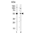 Western blot testing of human 1) U-251 MG and 2) PC-3 cell lysate with DEK antibody. Expected molecular weight: 43-50 kDa.