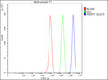 Flow Cytometry analysis of HepG2 cells using anti-WDR37 antibody. Overlay histogram showing HepG2 cells stained with (Blue line). To facilitate intracellular staining, cells were fixed with 4% paraformaldehyde and permeabilized with permeabilization buffer. The cells were blocked with 10% normal goat serum. And then incubated with rabbit anti-WDR37 antibody (1 ug/million cells) for 30 min at 20oC.