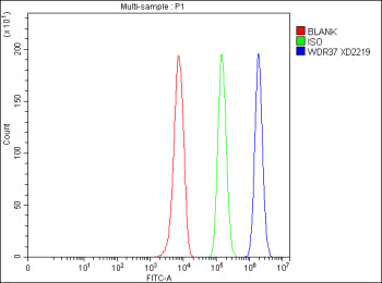 Flow Cytometry analysis of HepG2 cells using anti-WDR37 antibody. Overlay histogram showing HepG2 cells stained with (Blue line). To facilitate intracellular staining, cells were fixed with 4% paraformaldehyde and permeabilized with permeabilization buffer. The cells were blocked with 10% normal goat serum. And then incubated with rabbit anti-WDR37 antibody (1 ug/million cells) for 30 min at 20oC.
