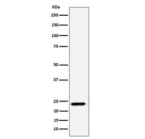 Western blot testing of human A549 cell lysate with DNAJC12 antibody. Predicted molecular weight ~23 kDa.