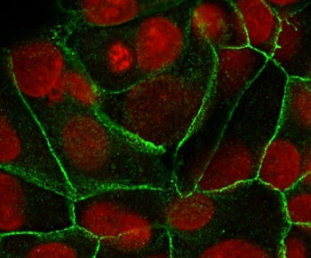 Immunofluorescent staining of human MCF7 cells with E-Cadherin antibody (clone ECD1-2, green) and Reddot nuclear stain (red).