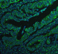 Immunofluorescent staining of BCAP31 using anti-BCAP31 antibody (green). BCAP31 was detected in an immunocytochemical section of cells. Enzyme antigen retrieval was performed using IHC enzyme antigen retrieval reagent for 15 mins. The cells were blocked with 10% goat serum. And then incubated with 5 ug/ml rabbit anti-BCAP31 antibody overnight at 4oC. DyLight 488 Conjugated Goat Anti-Rabbit IgG was used as secondary antibody at 1:500 dilution and incubated for 30 min at 37oC.