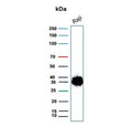 Western blot testing of human Raji cell lysate with CD74 antibody. Expected molecular weight: 33-43 kDa.