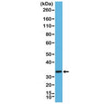 Western blot testing of mouse brain tissue lysate using recombinant STX1A antibody at 1:2000 dilution. Expected molecular weight ~35 kDa.