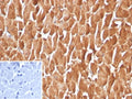 IHC staining of FFPE human heart tissue with PSAP antibody (clone FABP3/3770). Inset: PBS used in place of primary Ab (secondary Ab negative control). HIER: boil tissue sections in pH 9 10mM Tris with 1mM EDTA for 20 min and allow to cool before testing.