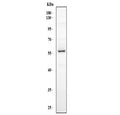 Western blot testing of human HepG2 cell lysate with FMO5 antibody. Expected molecular weight ~60 kDa.