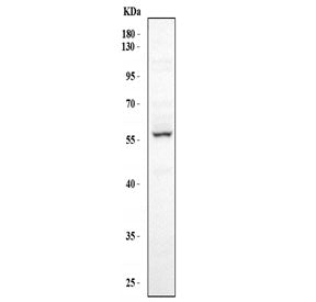Western blot testing of human HepG2 cell lysate with FMO5 antibody. Expected molecular weight ~60 kDa.