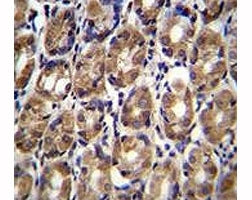 Axin-1 antibody immunohistochemistry analysis in formalin fixed and paraffin embedded human stomach tissue