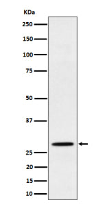 Western blot analysis of PSMB10 expression in human Raji cell lysate. Predicted molecular weight ~29 kDa.