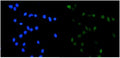 IF/ICC staining of FFPE human U-2 OS cells with TOP2A antibody (green) at 2ug/ml and DAPI nuclear stain (blue). HIER: steam section in pH6 citrate buffer for 20 min.