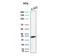 Western blot testing of human K562 cell lysate with CA8 antibody.