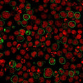 Immunofluorescent staining of human MOLT4 cells with anti-CD20 antibody (green, clone SPM618) and Reddot nuclear stain (red).