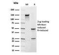 SDS-PAGE analysis of purified, BSA-free recombinant FXN antibody (clone rFXN/2124) as confirmation of integrity and purity.