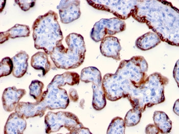 IHC staining of FFPE human placenta with PAPP-A antibody (clone PAPPA/2715). HIER: boil tissue sections in pH6, 10mM citrate buffer, for 10-20 min and allow to cool before testing.