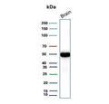 Western blot testing of human brain tissue lysate with recombinant GFAP antibody (clone rGFAP/9150). Predicted molecular weight ~50 kDa.