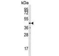 Western blot testing of mouse heart tissue lysate with Dual specificity protein phosphatase 10 antibody. Predicted molecular weight ~53 kDa.