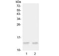 Western blot testing of 1) rat testis and 2) mouse testis tissue lysate with Ccl20 antibody at 0.5ug/ml. Predicted molecular weight ~11 kDa.