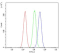 Flow cytometry testing of human A549 cells with ALDH2 antibody at 1ug/million cells (blocked with goat sera); Red=cells alone, Green=isotype control, Blue= ALDH2 antibody.