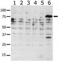 Western blot analysis of PAK6 antibody in lysate from transiently transfected COS7 cells. Lane 1: negative control, 2: PAK1, 3: PAK2, 4: PAK4, 5: PAK5, and 6: PAK6-expressing cells.