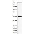 Western blot testing of human HeLa cell lysate with UBA3 antibody. Predicted molecular weight ~52 kDa.