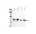 Western blot analysis of 4EBP1/EIF4EBP1/2/3(Phospho-T46/T46/T32) using anti-Phospho-eIF4EBP1 (Thr46) antibody. Electrophoresis was performed on a 12% SDS-PAGE gel at 80V (Stacking gel) / 120V (Resolving gel) for 2 hours. Lane 1: human HEL whole cell lysates, Lane 2: human SH-SY5Y whole cell lysates, Lane 3: human HepG2 whole cell lysates, Lane 4: human MCF-7 whole cell lysates. After electrophoresis, proteins were transferred to a nitrocellulose membrane at 150 mA for 50-90 minutes. Blocked the membrane wit