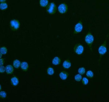 Immunofluorescent staining of CEACAM1 using anti-Ceacam1 antibody (green). CEACAM1 was detected in an immunocytochemical section of mouse RAW264.7 cells. Enzyme antigen retrieval was performed using IHC enzyme antigen retrieval reagent for 15 mins. The cells were blocked with 10% goat serum. And then incubated with 5 ug/ml rabbit anti-Ceacam1 antibody overnight at 4oC. DyLight 488 Conjugated Goat Anti-Rabbit IgG was used as secondary antibody at 1:500 dilution and incubated for 30 min at 37oC.