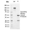 SDS-PAGE analysis of purified, BSA-free PDL1 antibody as confirmation of integrity and purity.